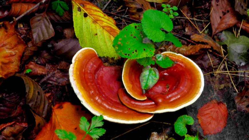Осенняя поделка из гриба-трутовика. Мастер-класс с пошаговыми фото