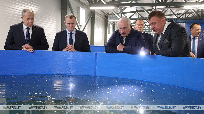 Александр Лукашенко во время посещения участка по выращиванию рыб ценных пород "Вишов" форелевого хозяйства "Лохва" Белыничского района, август 2023 года