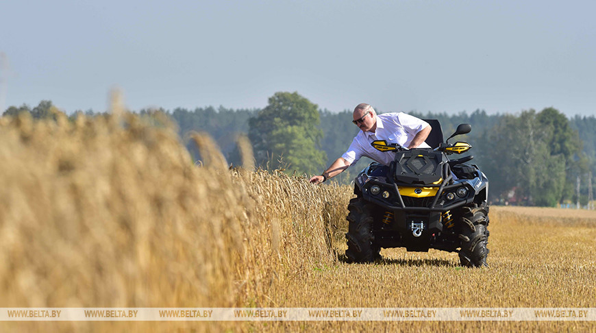 Александр Лукашенко на пшеничном поле ОАО "Александрийское", август 2017 года