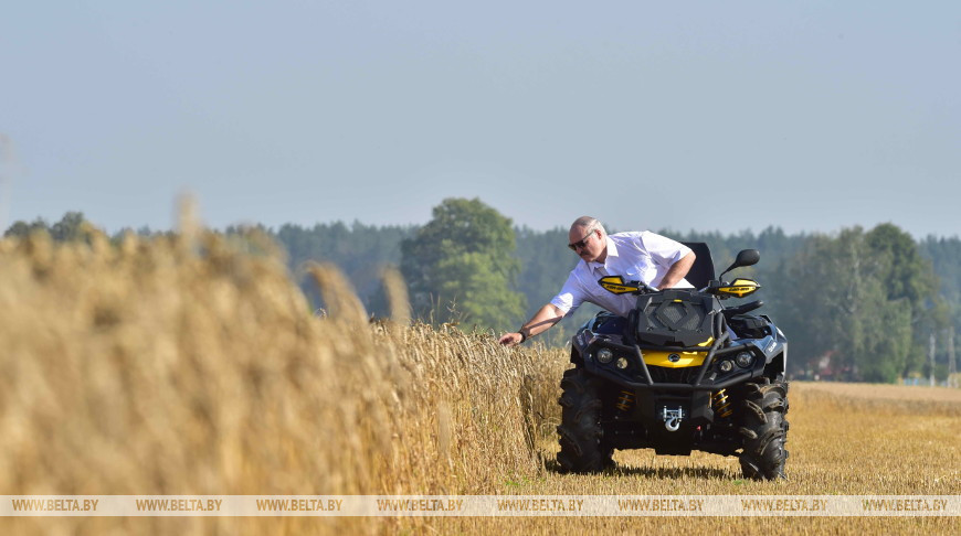 Александр Лукашенко во время посещения пшеничного поля ОАО "Александрийское", август 2017 года