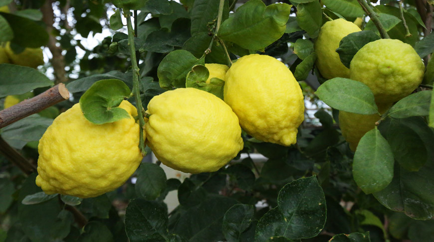 Почему хочется лимона? Чего не хватает в организме?