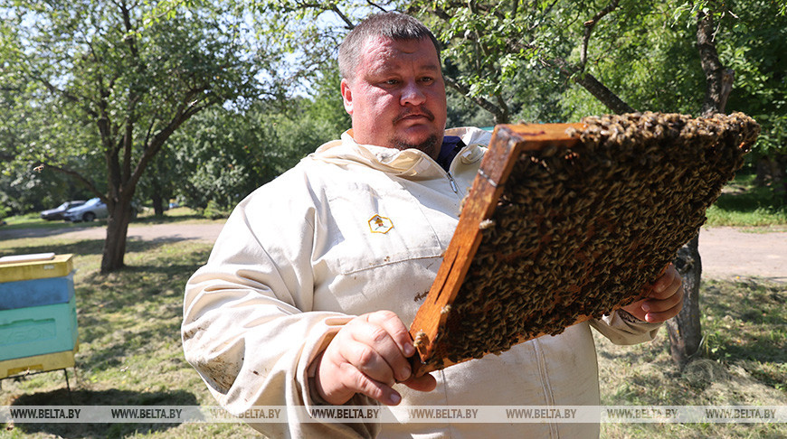 Статьи начинающему пчеловоду
