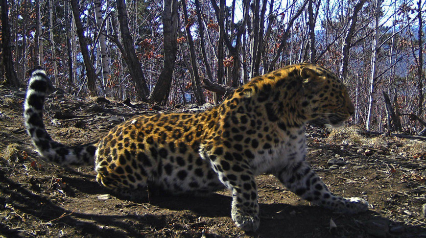 Численность редчайших дальневосточных леопардов в России выросла до 125  особей | Новости Беларуси|БелТА