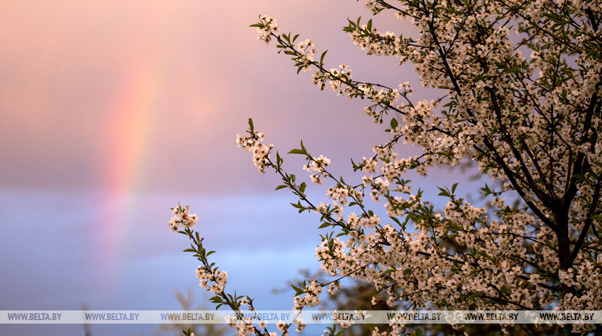 16 мая 2020 года. Радуга над цветущей вишней. Фото Александра Хитрова.
