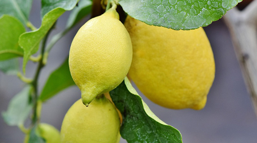 Фото pixabay.com