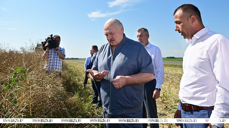 Александр Лукашенко во время посещения сельхозпредприятия "Восход"