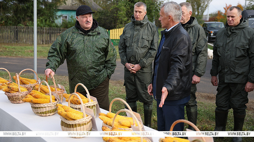 Александр Лукашенко на полях ОАО "Александрийское"во время ознакомления с результатами эксперимента по возделыванию кукурузы разных сортов в Шкловском районе