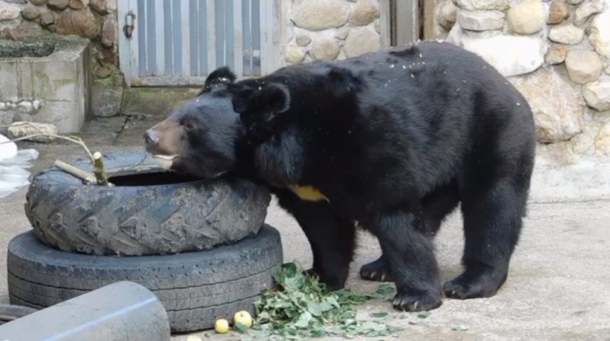 Скриншот видео Гродненского зоопарка