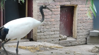 Скриншот видео зоопарка