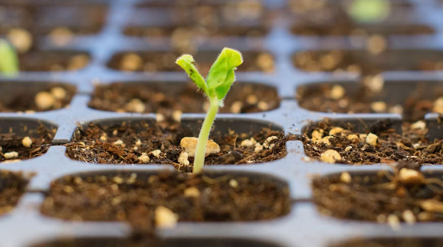 Почему не всходят семена: 6 вероятных причин неудачи с посевами