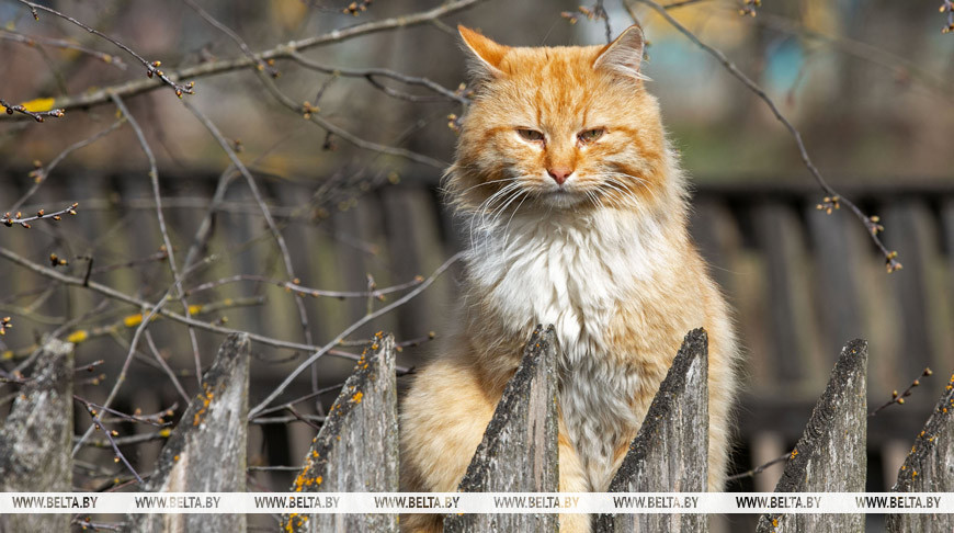 9 апреля 2020 года. Сельский кот. Фото Александра Хитрова.