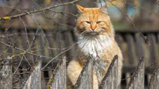 9 апреля 2020 года. Сельский кот. Фото Александра Хитрова.