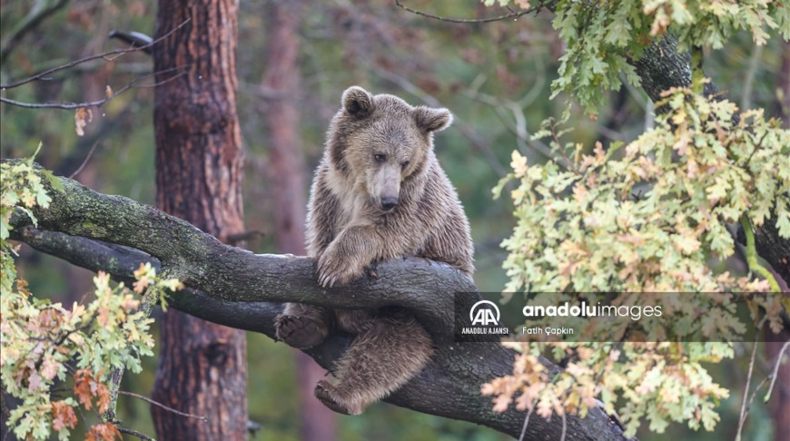 Фото Агентства Анадолу