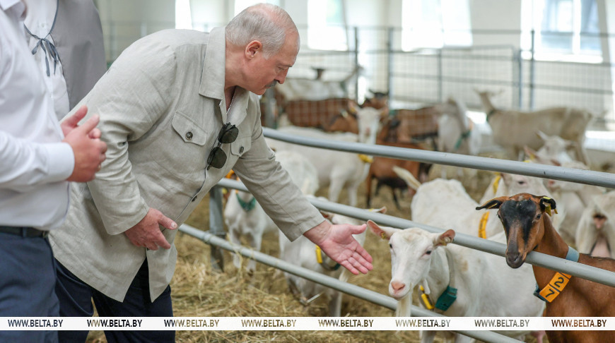 Александр Лукашенко во время посещения под Могилевом племенного завода по выращиванию коз