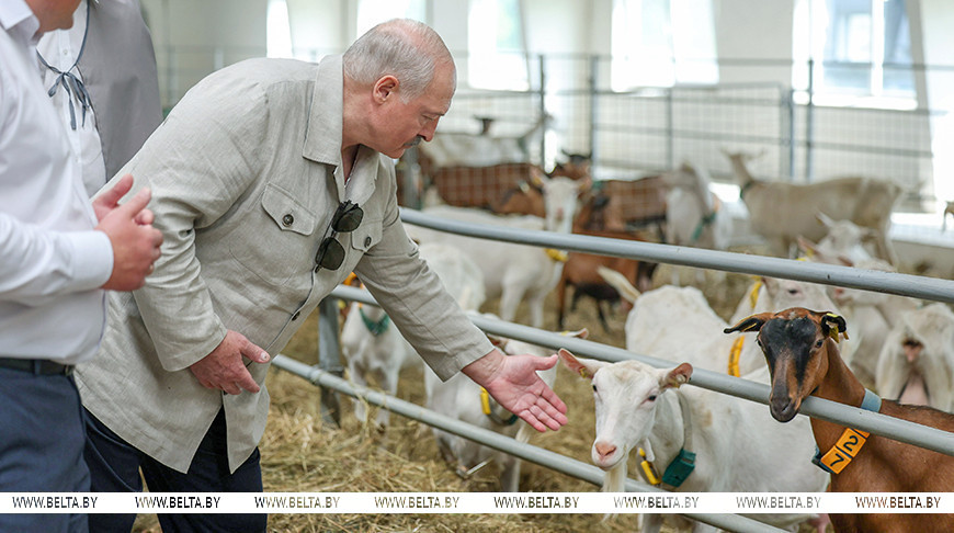 Александр Лукашенко во время посещения РУСПП "Могилевское Госплемпредприятие", июль 2025 года
