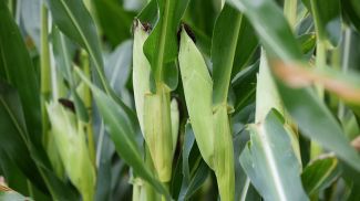 Фото из архива