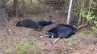 Скриншот видео ГПК Скриншот видео ГПК