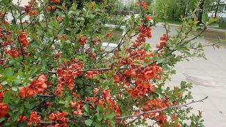 Фото из архива