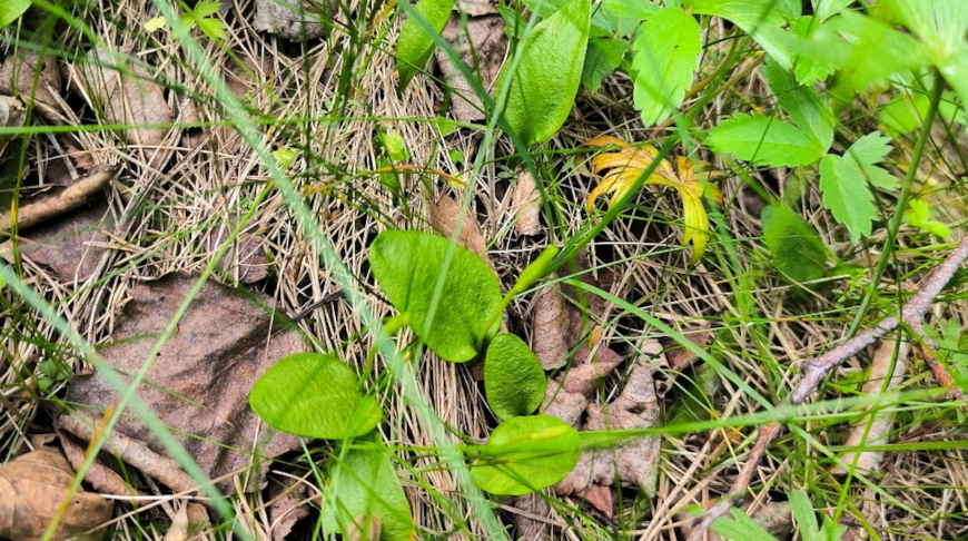 Фото национального парка "Беловежская пуща"