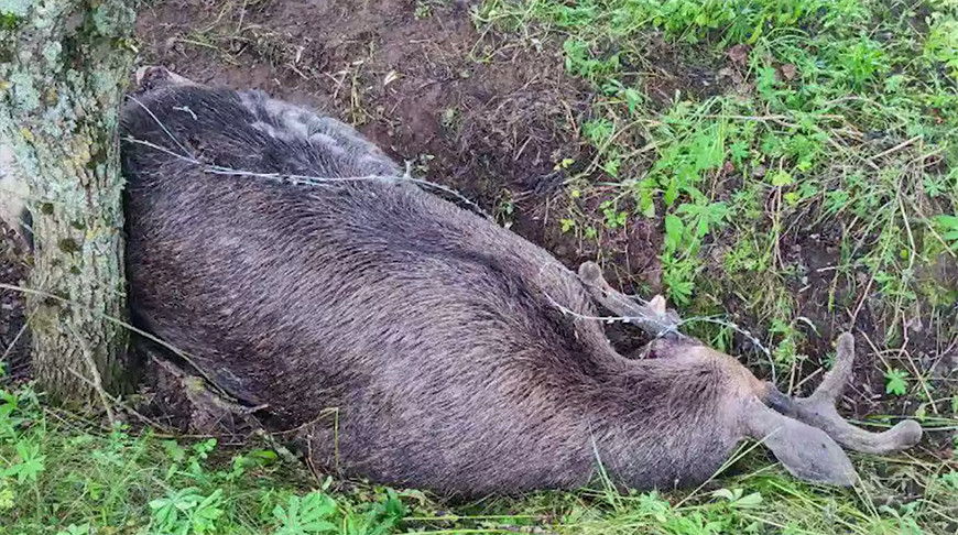 Скриншот видео ГПК