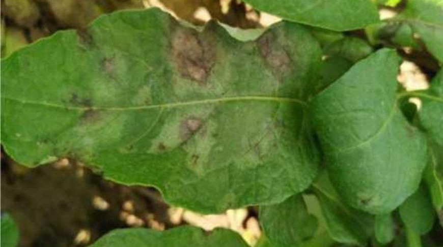 Фото Минсельхозпрода