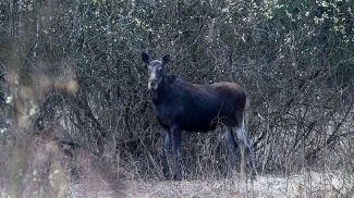 Фото из архива