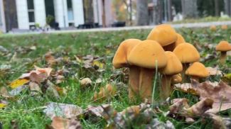 Скриншот видео Национального парка &quot;Беловежская пуща&quot;