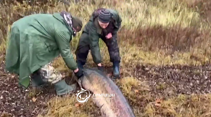 Скриншот видео