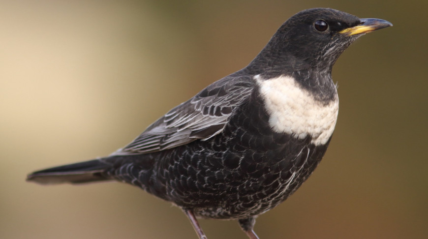 Фото ebird.org