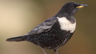 Фото ebird.org