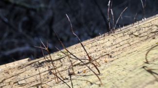 Фото npbp.by