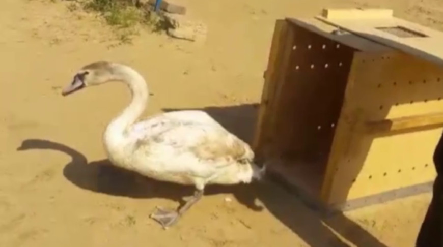 Скриншот видео Гродненского зоопарка