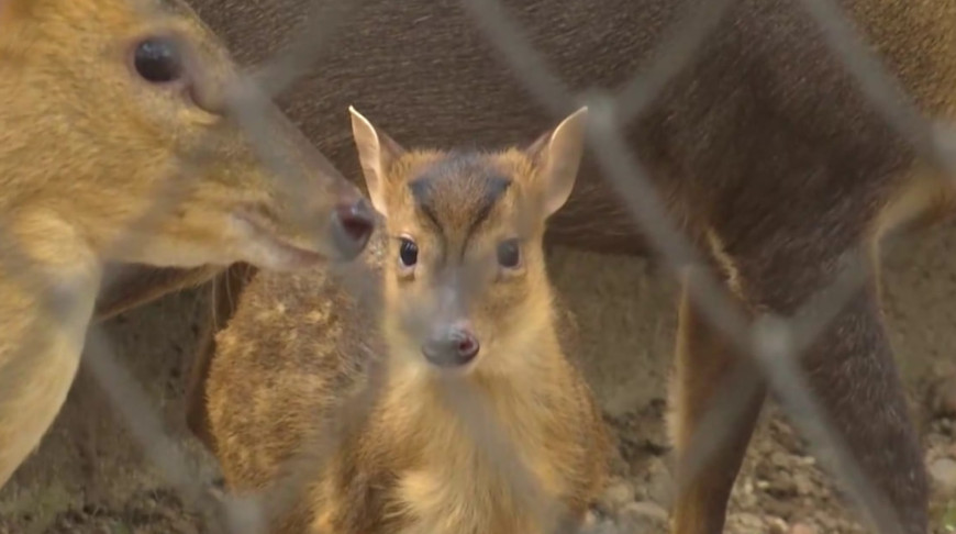 Скриншот видео  СТВ 
