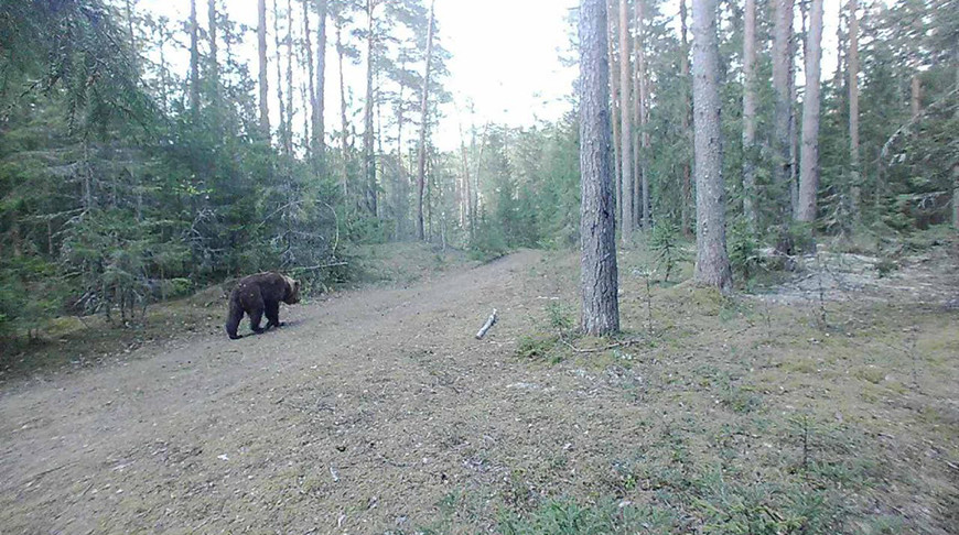 Фото Богушевского лесхоза