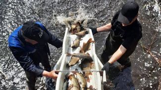 Фото Национального парка &quot;Нарочанский&quot;