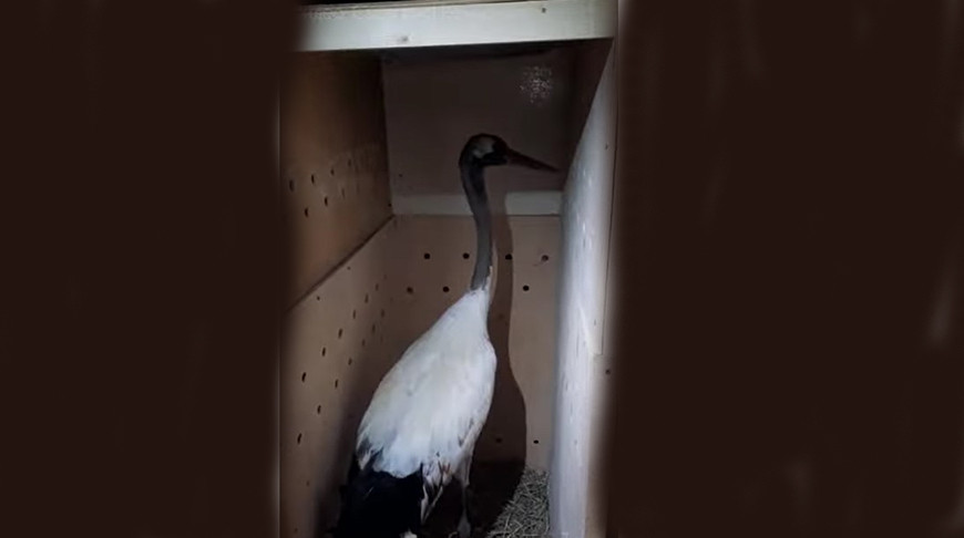 Скриншот видео