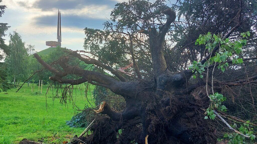 Фото Минского ГПЛХО