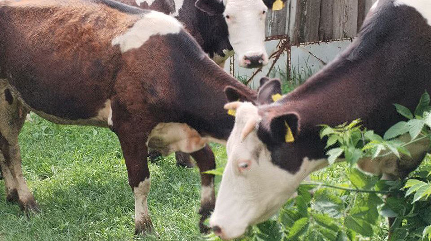 Фото главного управления юстиции Гомельского облисполкома