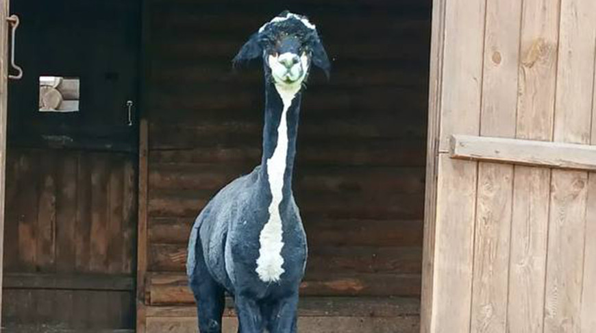 Фото из Инстаграм-аккаунта "grodnozoo"