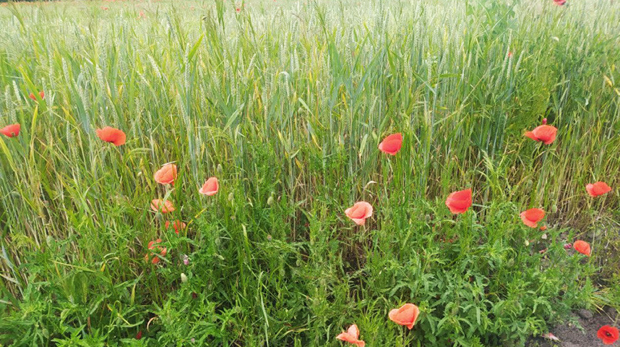 Фото из архива УВД Брестского облисполкома
