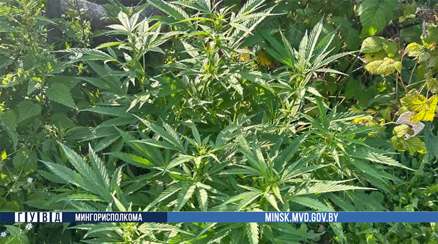 Скриншот видео ГУВД Мингорисполкома