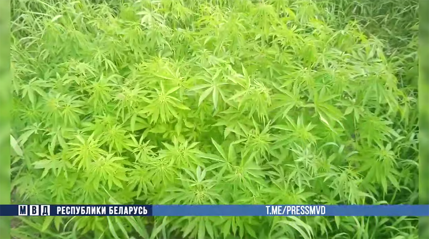 Скриншот видео МВД