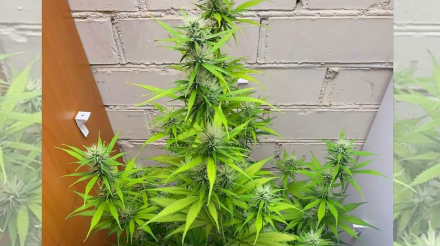 Скриншот видео ГУВД Мингорисполкома