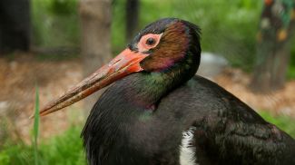 Фото из архива