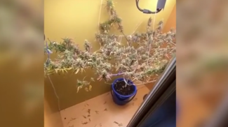 Скриншот видео МВД