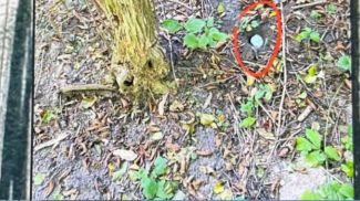 Скриншот видео МВД