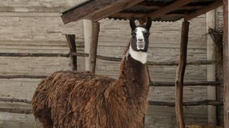 Фото из архива