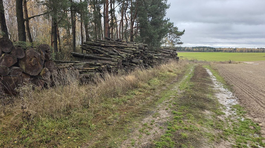 Фото Минлесхоза