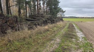 Фото Минлесхоза