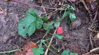 Скриншот видео ГУВД Мингорисполкома